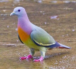 scienceyoucanlove:This is the pink-necked green pigeon (Treron