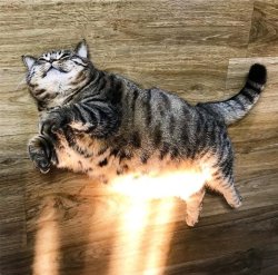 justcatposts: The chosen boy  via @bo_mang_co 