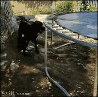 4gifs:Clever boy. [video]
