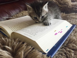 I haz book