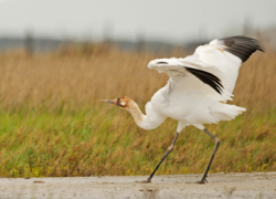 artemispanthar:  some weird birds 