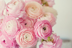 floralls:    by Kristybee    Ñ