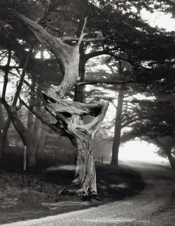 joeinct: Ghost Tree, Photo by Paul Outerbridge, 1951