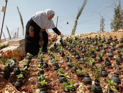 gardensinunexpectedplaces:  In the Palestinian village of Bilin