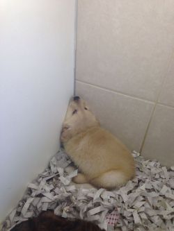 departured:  creamyburrito:  BABY GOLDEN RETRIEVER BEING A NOOT