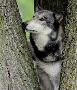 llbwwb: Grey Wolf (by Eve’sNature) 