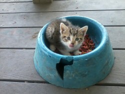 thecutestofthecute:  I found this little guy sitting inside this