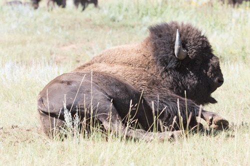 blondebrainpower:Bison at Vermejo Park Ranch in New Mexico  By