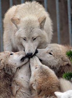 wolveswolves:  Hudson bay wolves (Canis lupus hudsonicus) at