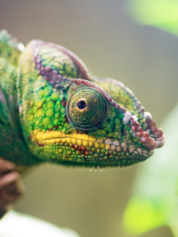 anythingfeline:  Panther chameleon profile (by Tambako The Jaguar)
