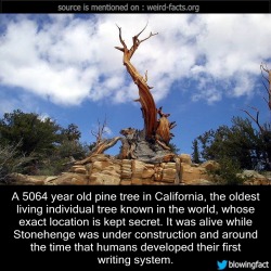 mindblowingfactz:    A 5064 year old pine tree in California,