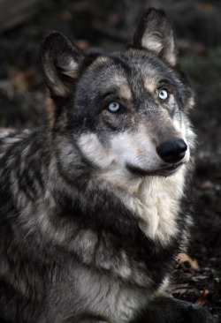 magicalnaturetour:  Wolf Park by sometimesong on Flickr. 