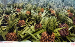 floridamemory:  Did you know that pineapples were cultivated