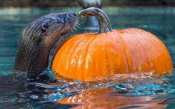 You otter get your pumpkin soon