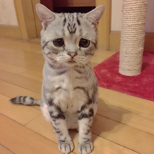 desolationpl:  boredpanda:    The Saddest Cat On The Internet    Last pic with that plushie panda is cute. :(   OH MY GOD, I KNOW IM A 3D/ART/PORN BLOG BUT GODDAMN I JUST NEED THIS FACE ON IT
