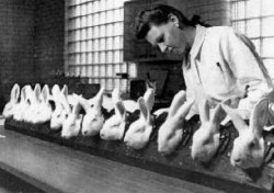 The Rabbit Test - an early pregnancy test in which a rabbit was