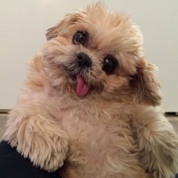 marniethedog:  What we doing 2day?