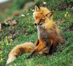 beautiful-wildlife:  Red Fox by Patrick J. EndresSummer Tundra,