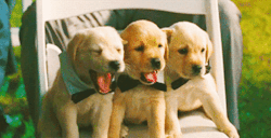 Puppies 🐶 | via Tumblr en We Heart It. http://weheartit.com/entry/72140492/via/beanbag123