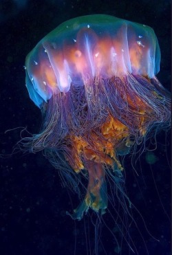 visuxlinfinity:  Jelly  