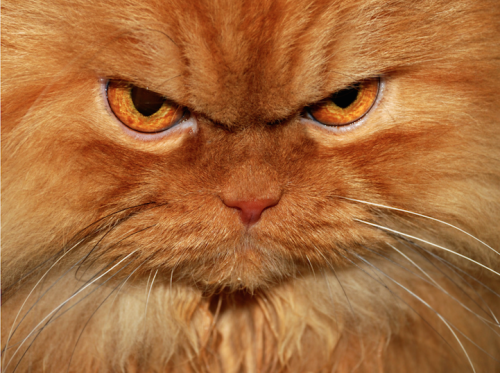 mymodernmet:  Meet Garfi, the worldâ€™s angriest cat. The seemingly wrathful kitty,Â who lives with his owner Hulya Ozkok in Turkey, has a permanently furrowed brow that just naturally makes him appear like a fluffy, orange ball of rage. 