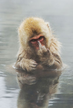 mstrkrftz:   Japanese Macaque showing middle finger | Jari Peltomäki