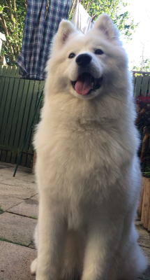 cloudthesamoyed:  ^__^