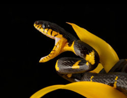 end0skeletal:  by AngiWallace  (Mangrove Snake, Mangrove Snake,