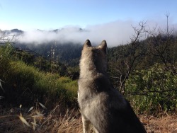 dayzea:  bagabonez:  Looking out over the morning fog  Baby!!!!