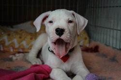 handsomedogs:    Dogo argentino puppy / / Martina Homjak   