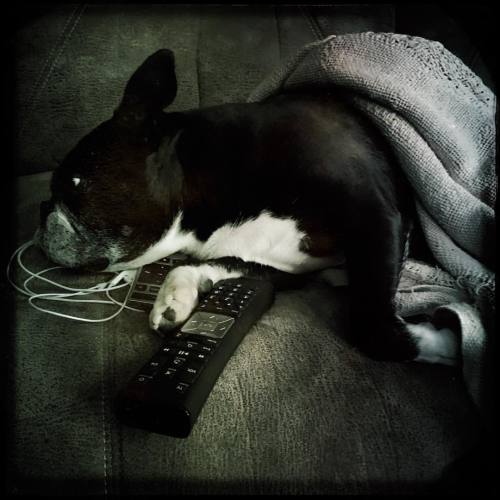 <p>If he learns to use the remote it’s all over. #sirwinstoncup #bostonterrier #bostonterriercult #flatnosedogsociety #dogswhocanchangethechannel (at Fiddlestar)</p>