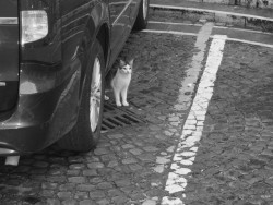 johbeil:  My car - my gully - my cityMonterotondo, Lazio, Italy.