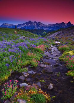 coiour-my-world:Sunset Wildflowers and Tatoosh Range, WA ~ by randalljhodges