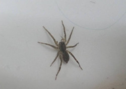 adorablespiders:  I found this cute spooder in my sink in Texas!
