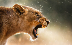 earthandanimals:  Lioness. Photo by Giamma Broilo 