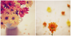 floralls:  Orange you glad? (by IrenaS)  x
