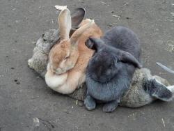 hystericarosie:  here are two bunnies using another bunny as a couch 