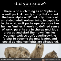 dollsahoy:  did-you-kno: There is no such thing as an ‘alpha’