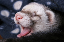 foxytail11:  mrpaws:  Happy Ferret Tongues.  This is the first