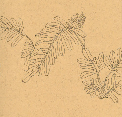 jasminjuu:  Fern drawing from Myakka State Park. 