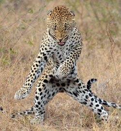 fuckyeahviralpics:  And it’s the thriller! Thriller night!