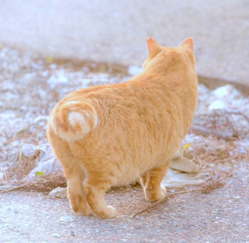 cuteanimals-only:  cinnamon roll tail