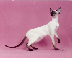 guhlai:  Siamese 