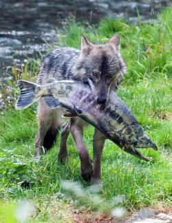 wolveswolves:  Wolf with a huge chum salmon that it caught in