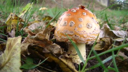 biotas-are-nifty:  Graveyard mushrooms in button and mature stages