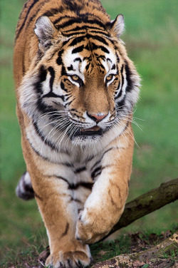 jaws-and-claws:  Yorkshire Wildlife Park 09/02/14 by Dave Hunt