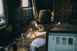 oscillatingstar:  (by Hudson Gardner) 