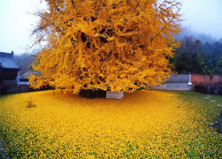 awesome-picz:   1,400-Year-Old Chinese Ginkgo Tree Drops Leaves