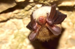 sixpenceee:  A new study has found that bats are quite aware