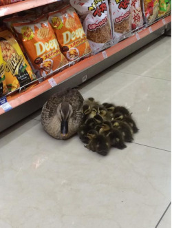 awwww-cute:  Ducklings with mom in a convenience store in Japan